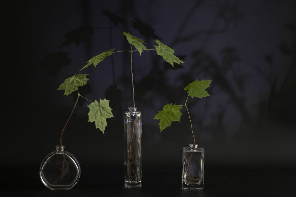 Photograph by Светлана Тарханова