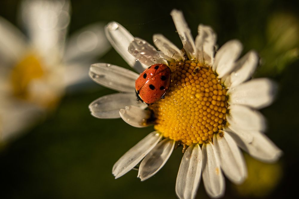 Photograph by Ирина Саломатина