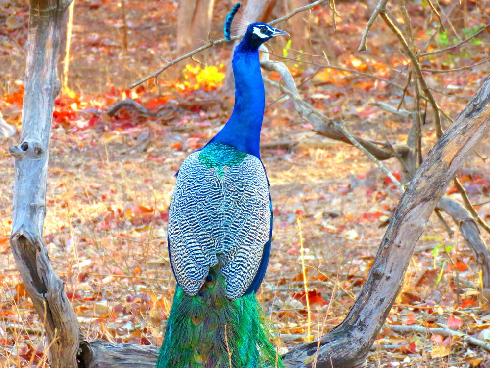 Peacock looking on from a tree