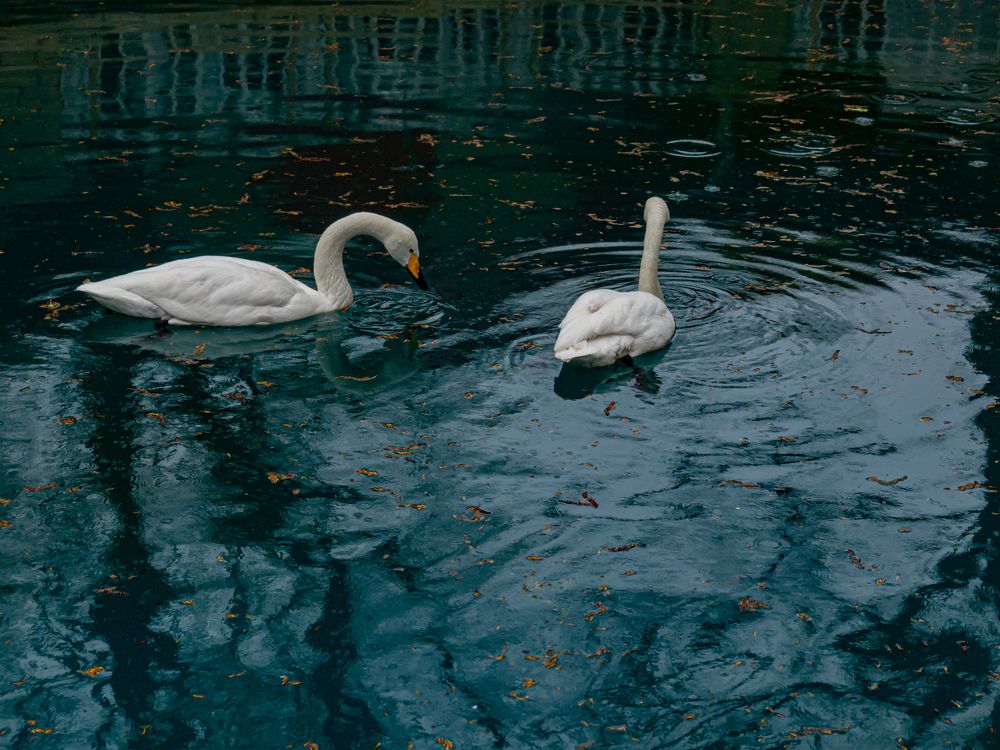 Photograph by Виталий Маслов