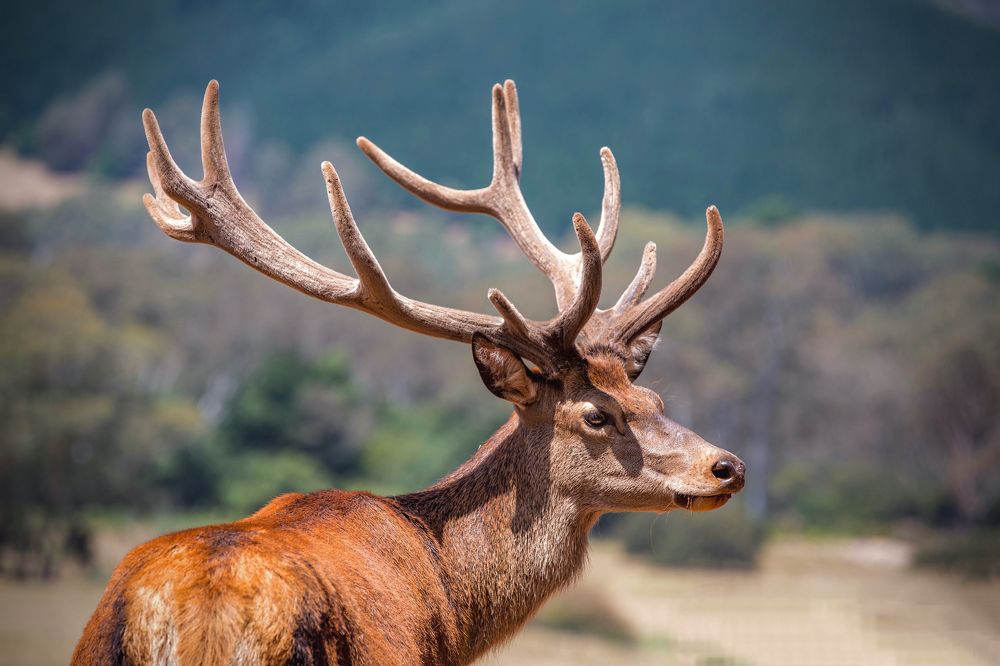 Фотография автора Senul Embuldeniya