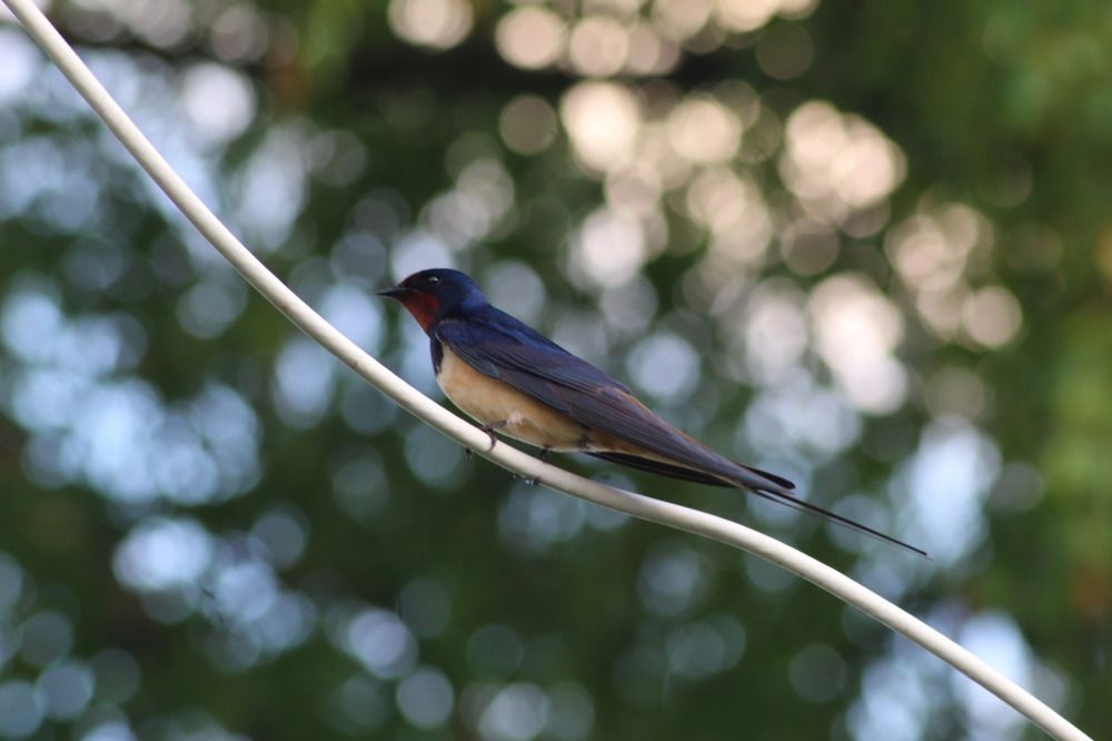 Photograph by Елена Наленч