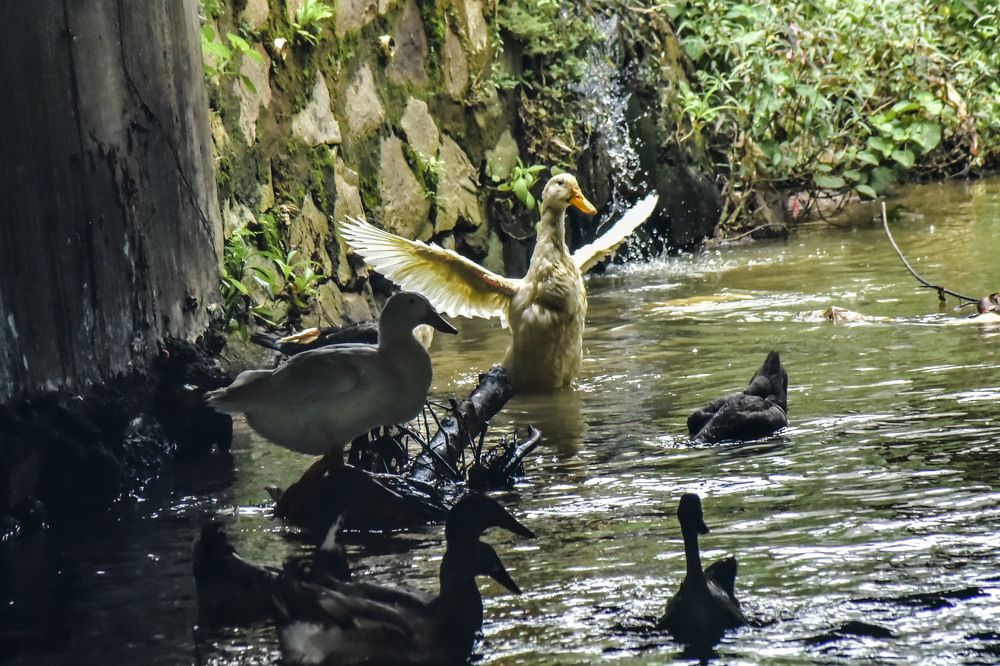 Photograph by Pujo Cahyono