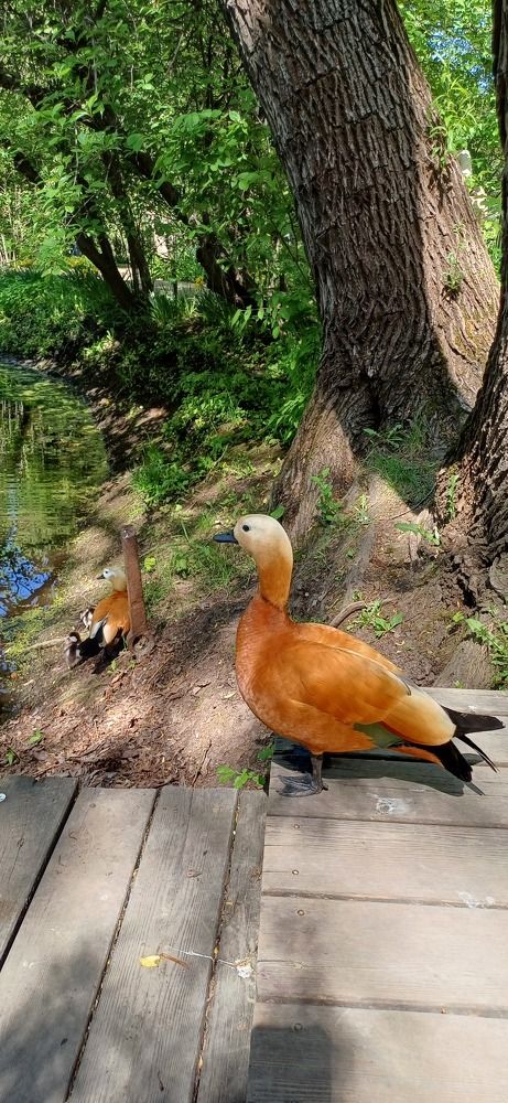 Photograph by Елена Каширина