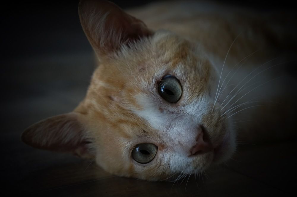 Фотография автора Kenny Ocampo Casares