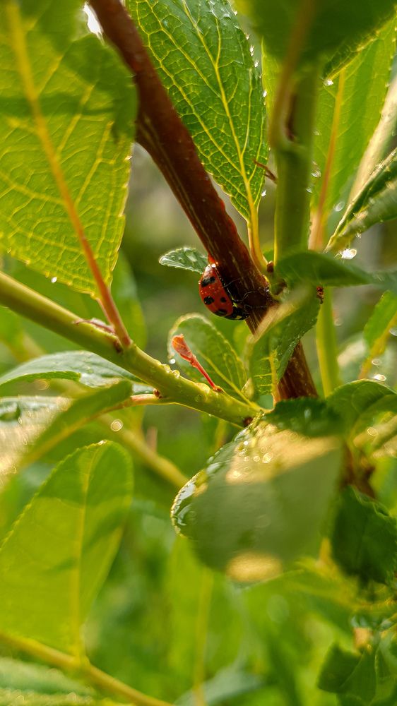 Photograph by Дарья Целуйко