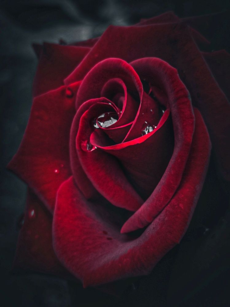 Photograph by Лариса Пасечник