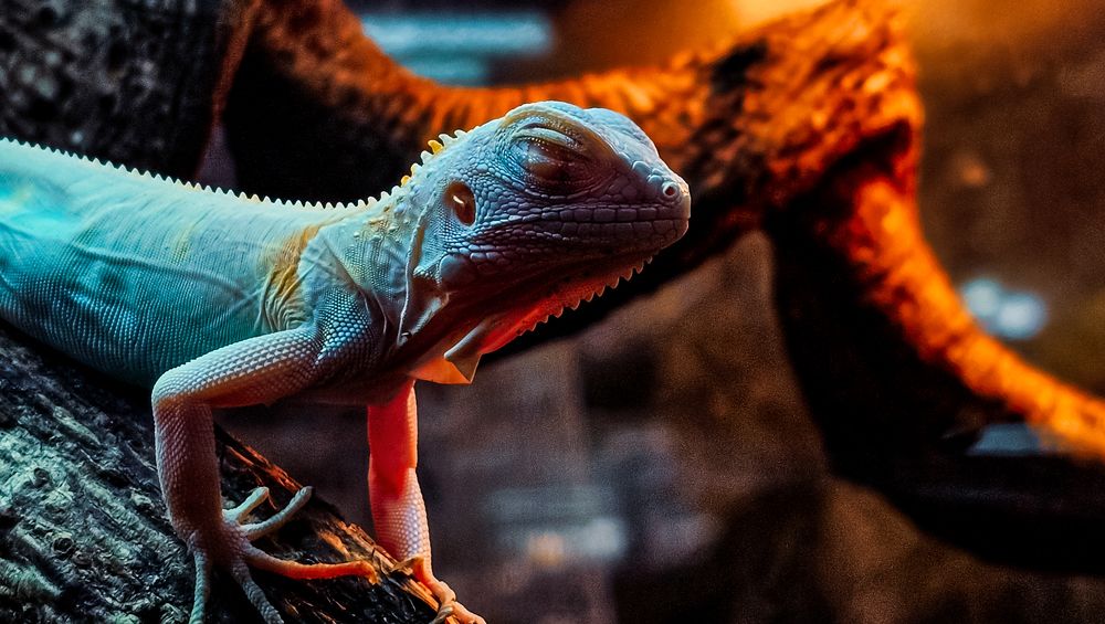 Photograph by Khanthan Nair