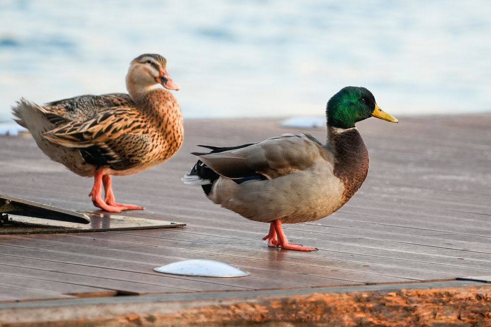 Фотография автора Kenny Ocampo Casares