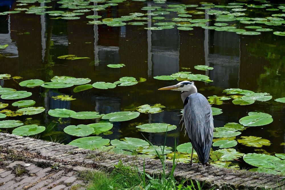 Серая цапля в Делфте
