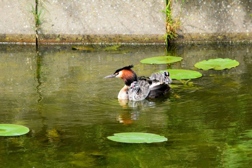 Чомга в городе