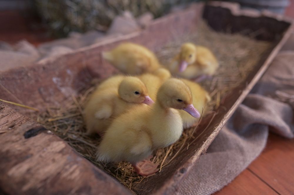 Photograph by Наталия Моргунова