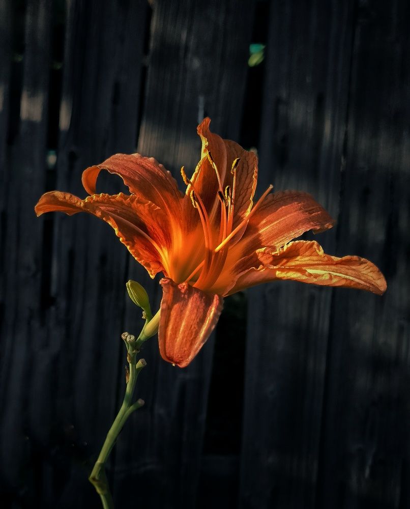 Photograph by Александра