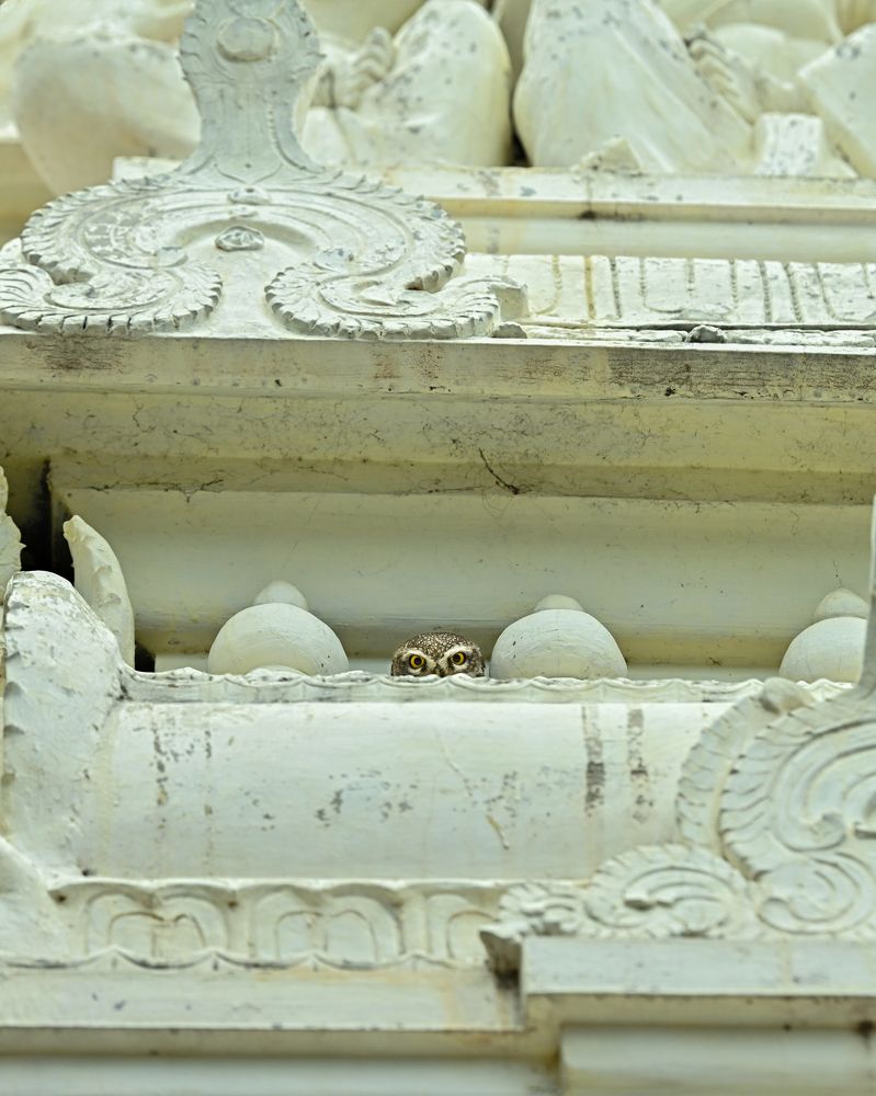 Photograph by Vivek Sundaram