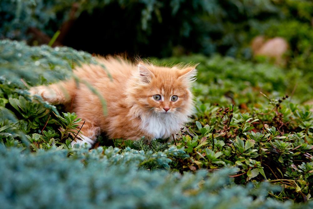 Photograph by TOTORO