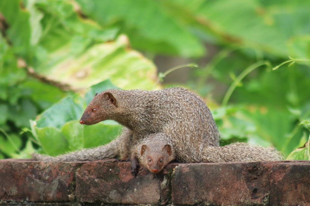 Photograph by SURAJIT SARKAR