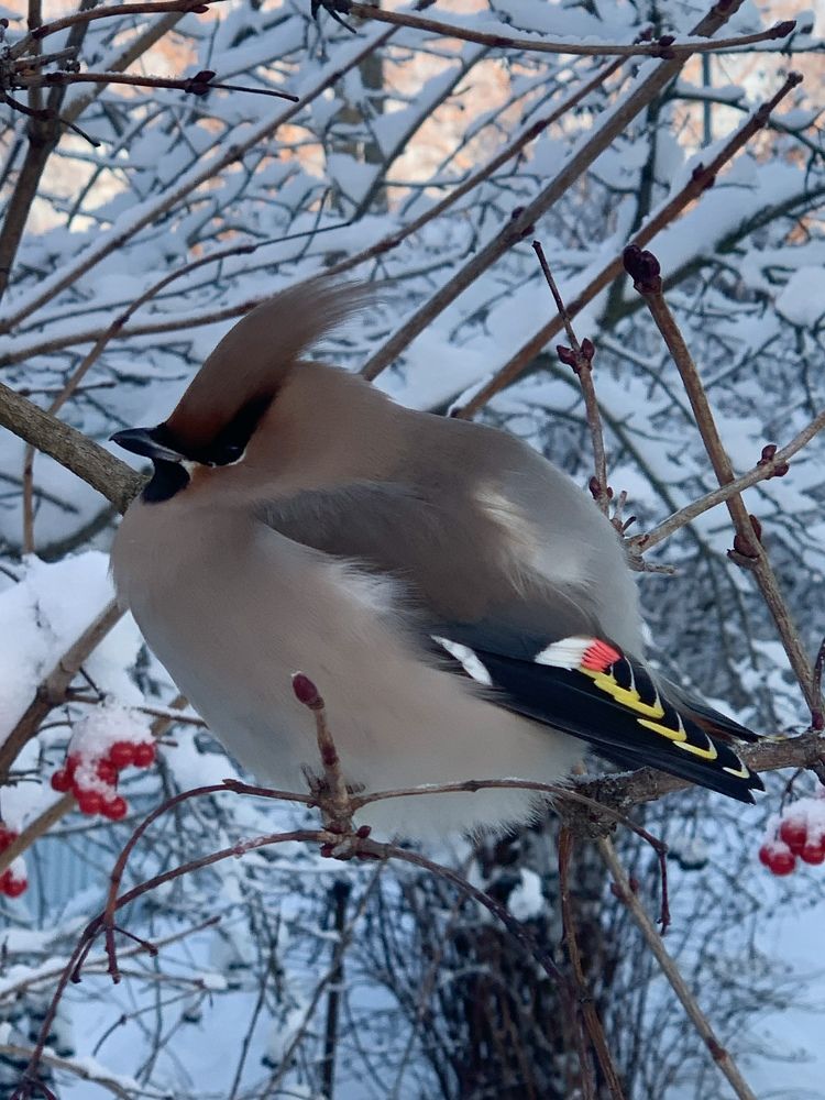 Свиристель.