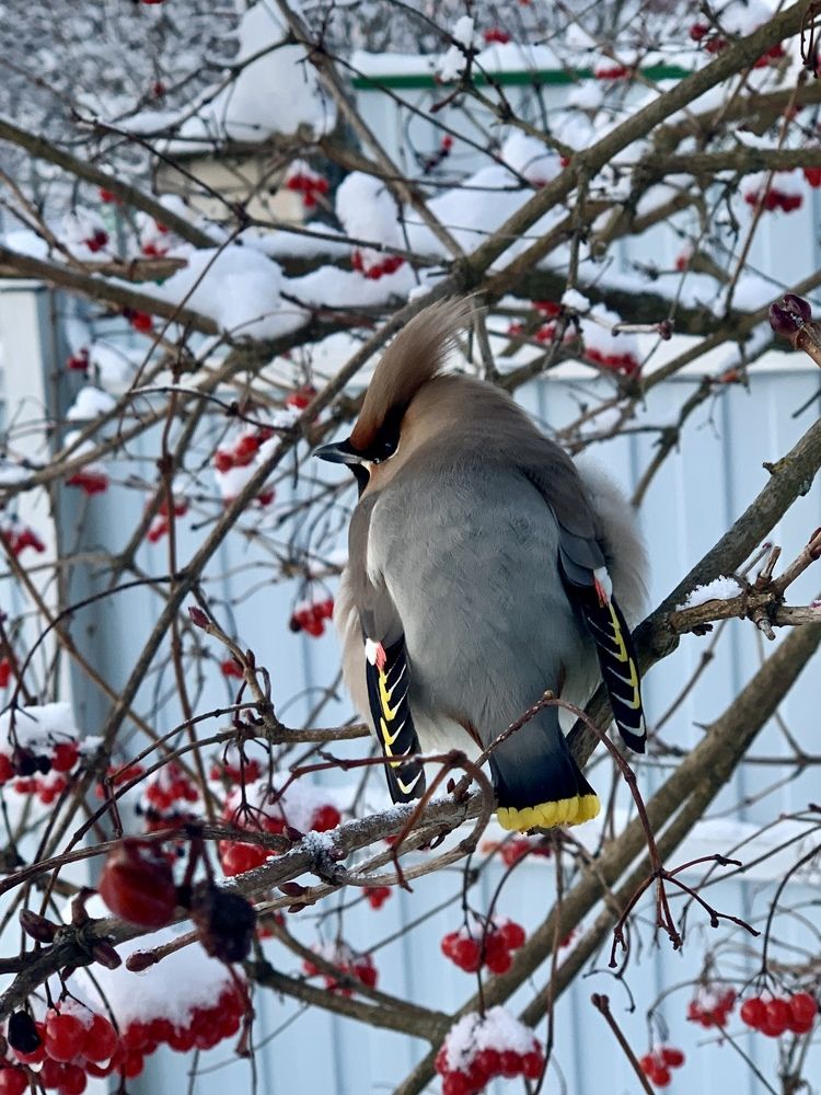 Свиристель и калина.