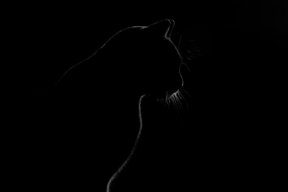 Photograph by Светлана Писарева