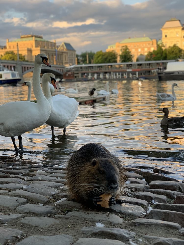 В Праге, на реке Влтава, живут прекрасные лебеди и эта красивая дикая ондатра
