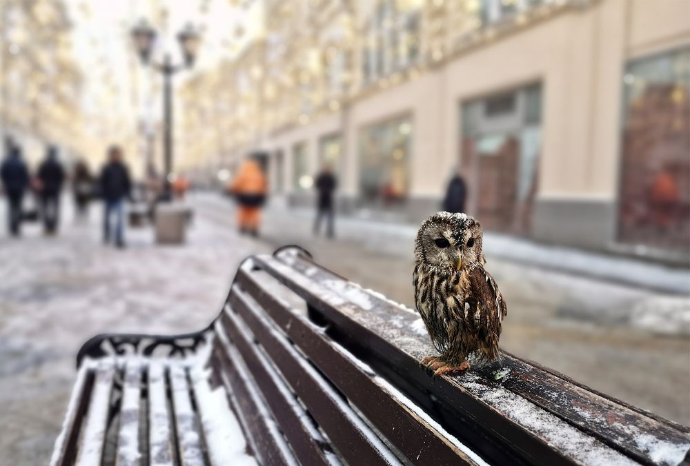 Photograph by Алексей Окунеев