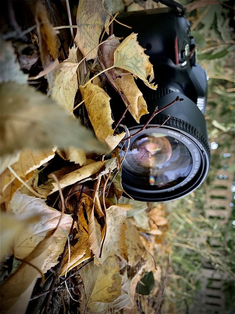 Фотография автора Алёна Царькова
