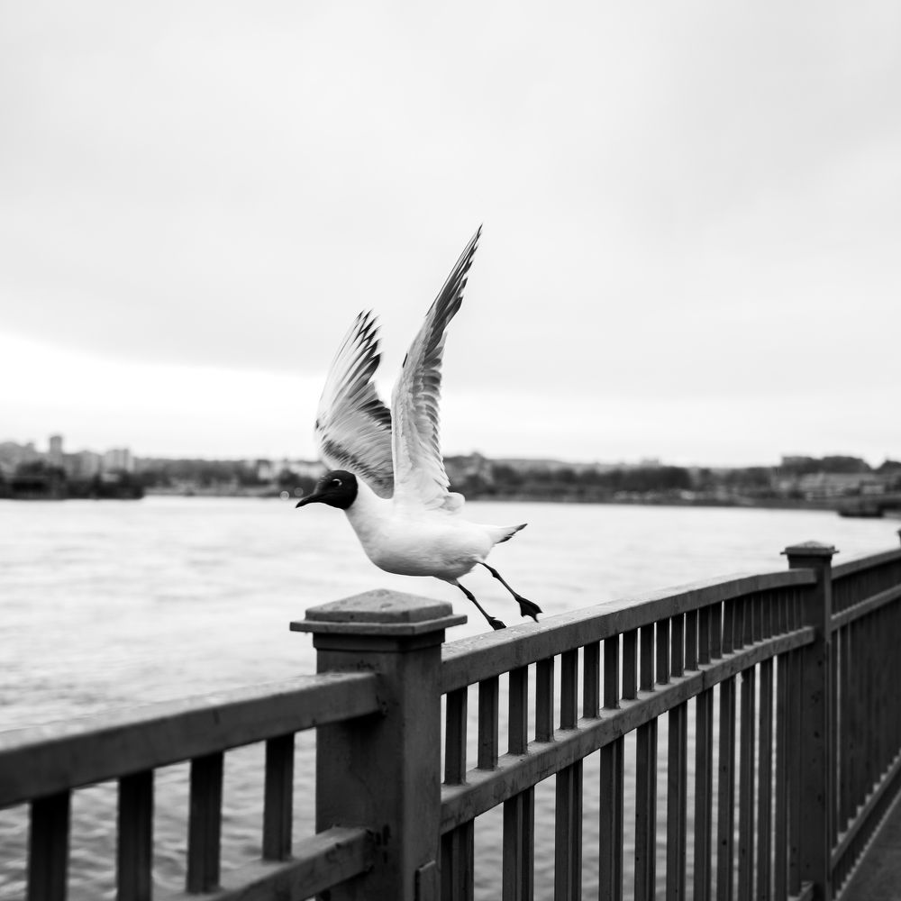 Photograph by Андрей Жучков