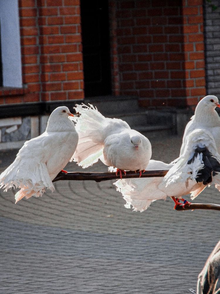 Photograph by Анастасия Селява