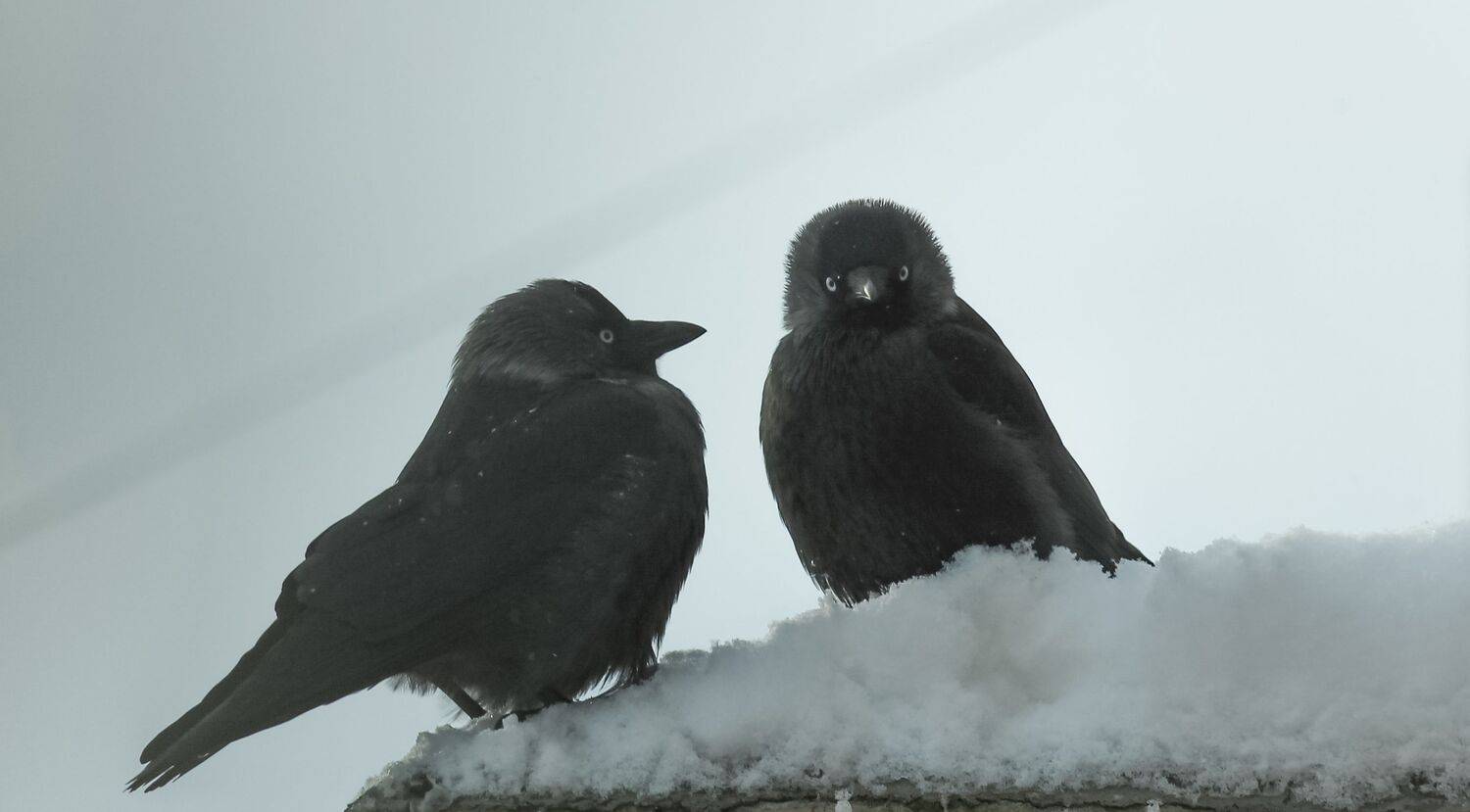 Two Jackdaws together in winter
