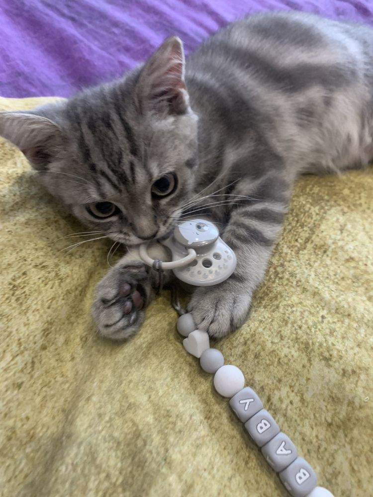 Фотография автора Алёна Царькова