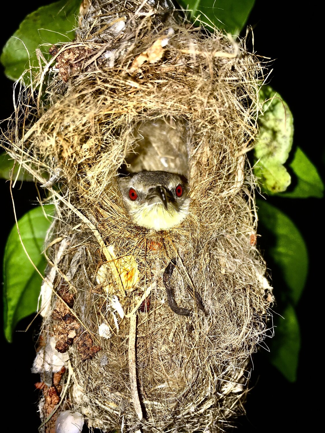Mother Bird