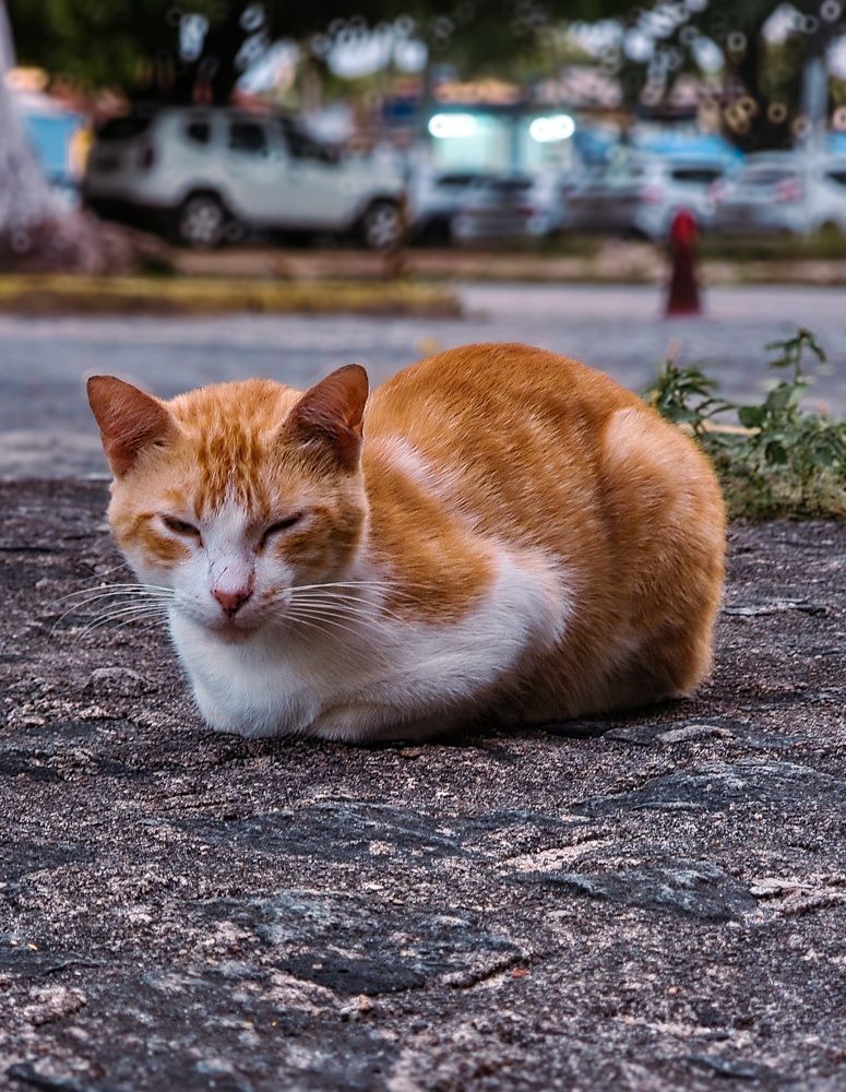 Фотография автора Walfrido Alexandre