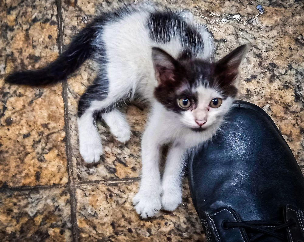 Фотография автора Walfrido Alexandre