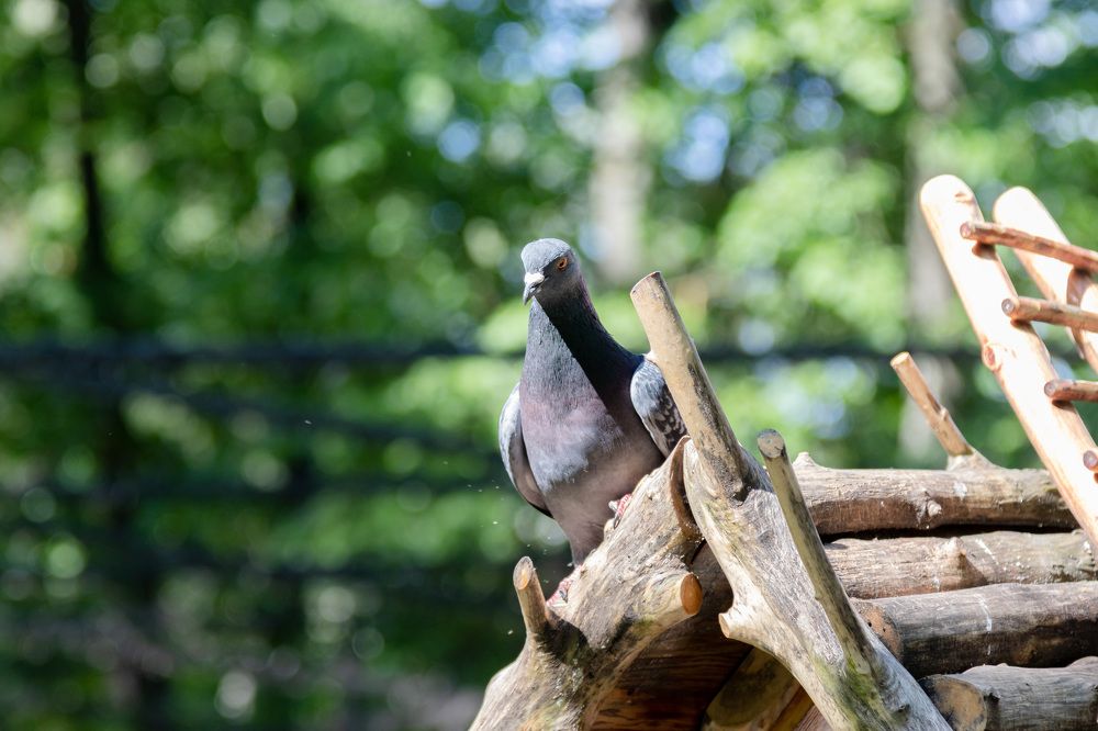 Photograph by Михаил Корнеев