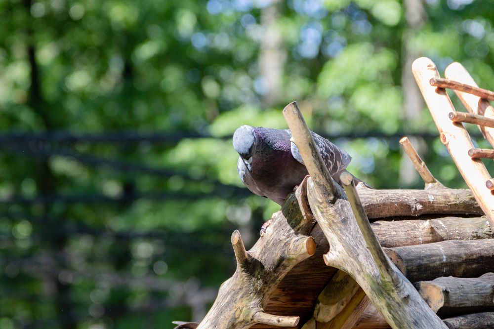 Photograph by Михаил Корнеев