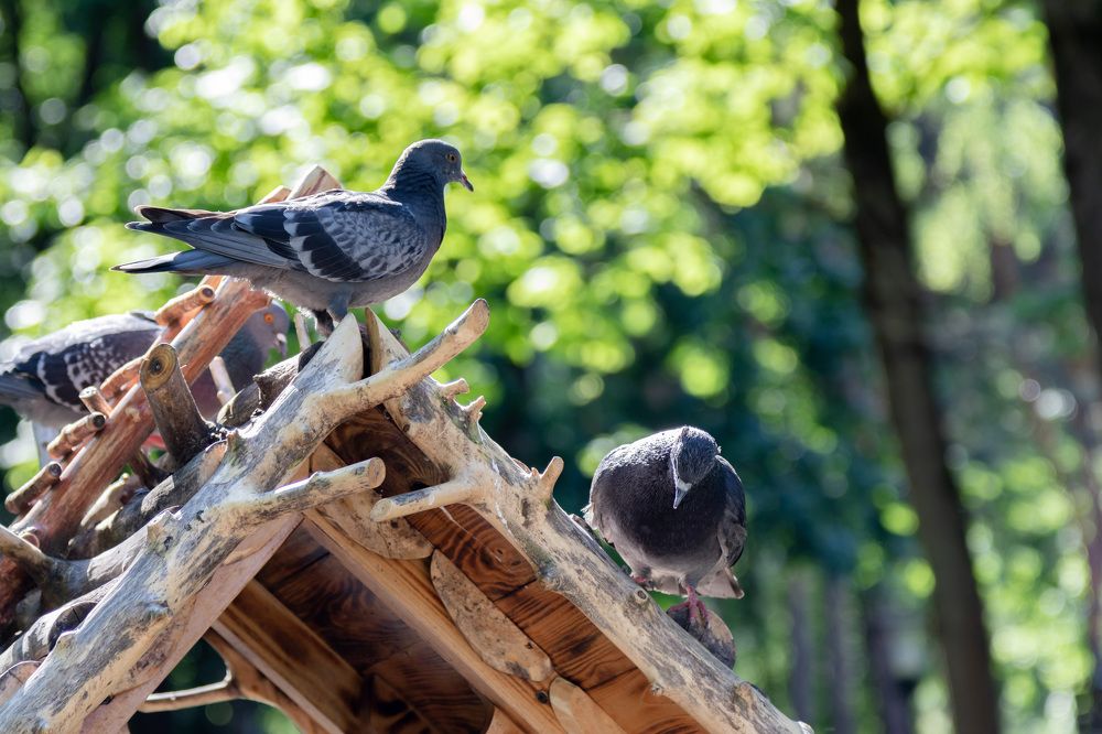 Photograph by Михаил Корнеев