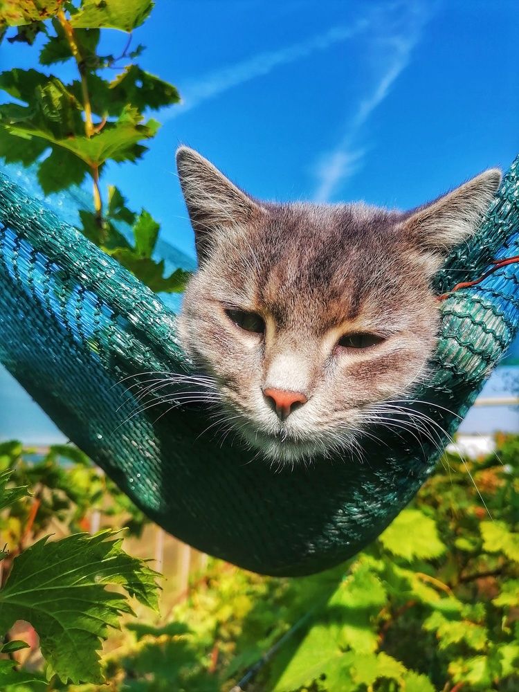 Photograph by Надежда Дойбан