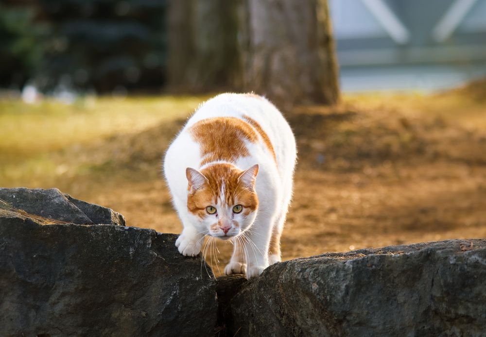 Фотография автора Кристина Данилюк