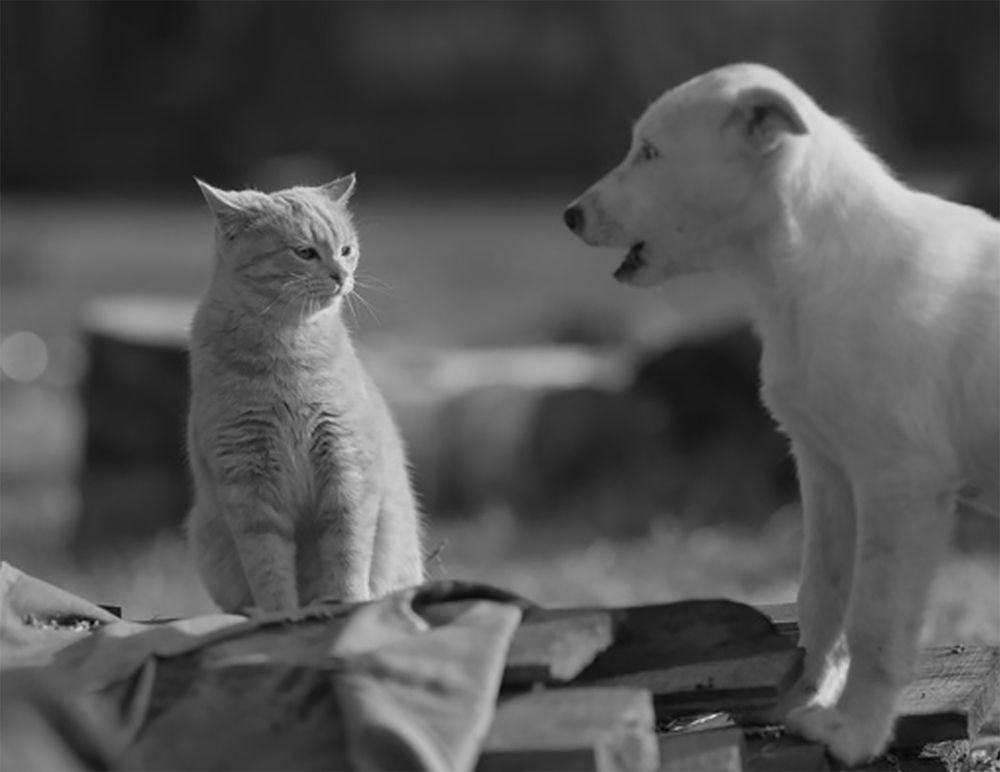 Photograph by Сергей Галёса