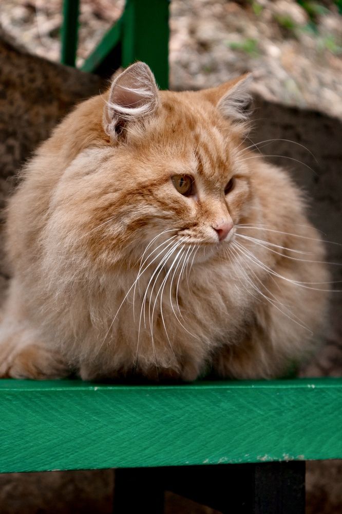 Photograph by Антонина Кузнецова