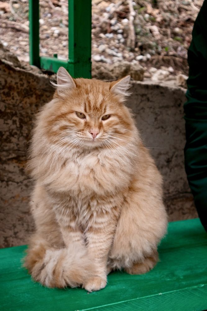 Photograph by Антонина Кузнецова