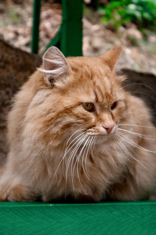 Photograph by Антонина Кузнецова