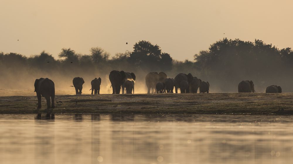 Chobe River