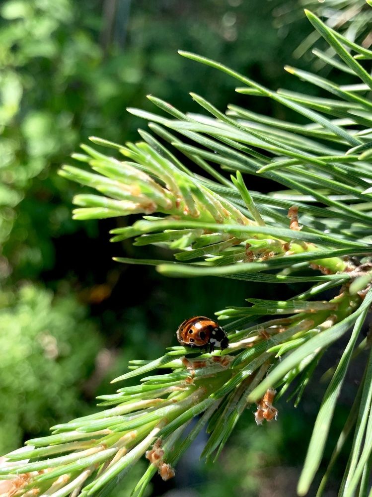 Фотография автора Olga Golubkova