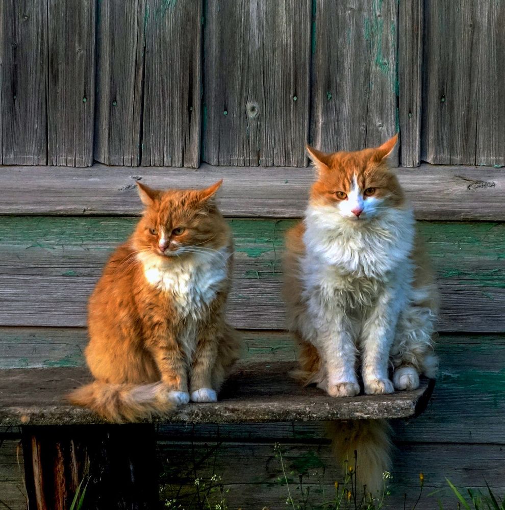 Photograph by IRINA KORNEVA