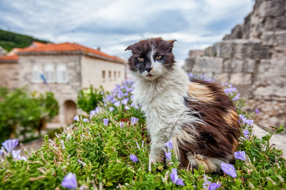 Photograph by Samir Kurtagić