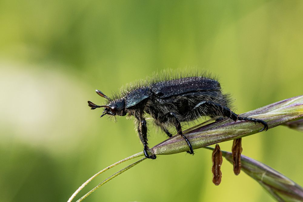 Жук на листе.