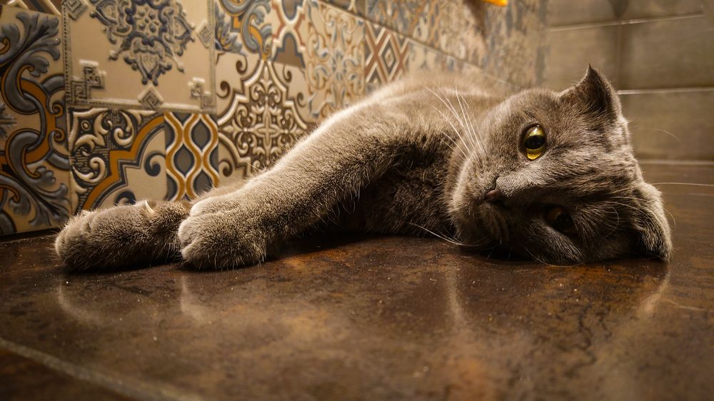 Фотография автора Elena Ku