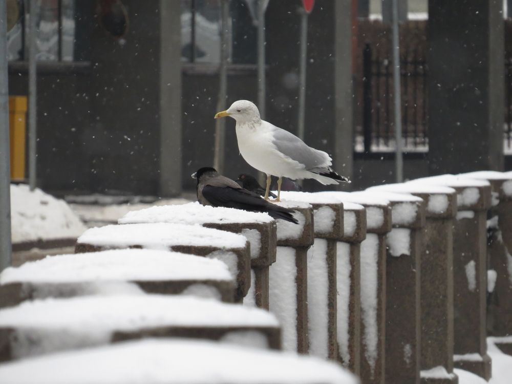 Photograph by Оксана Малахова