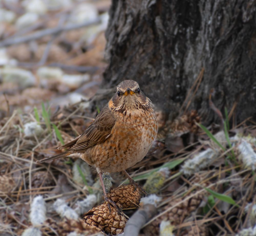 Рыжий дрозд